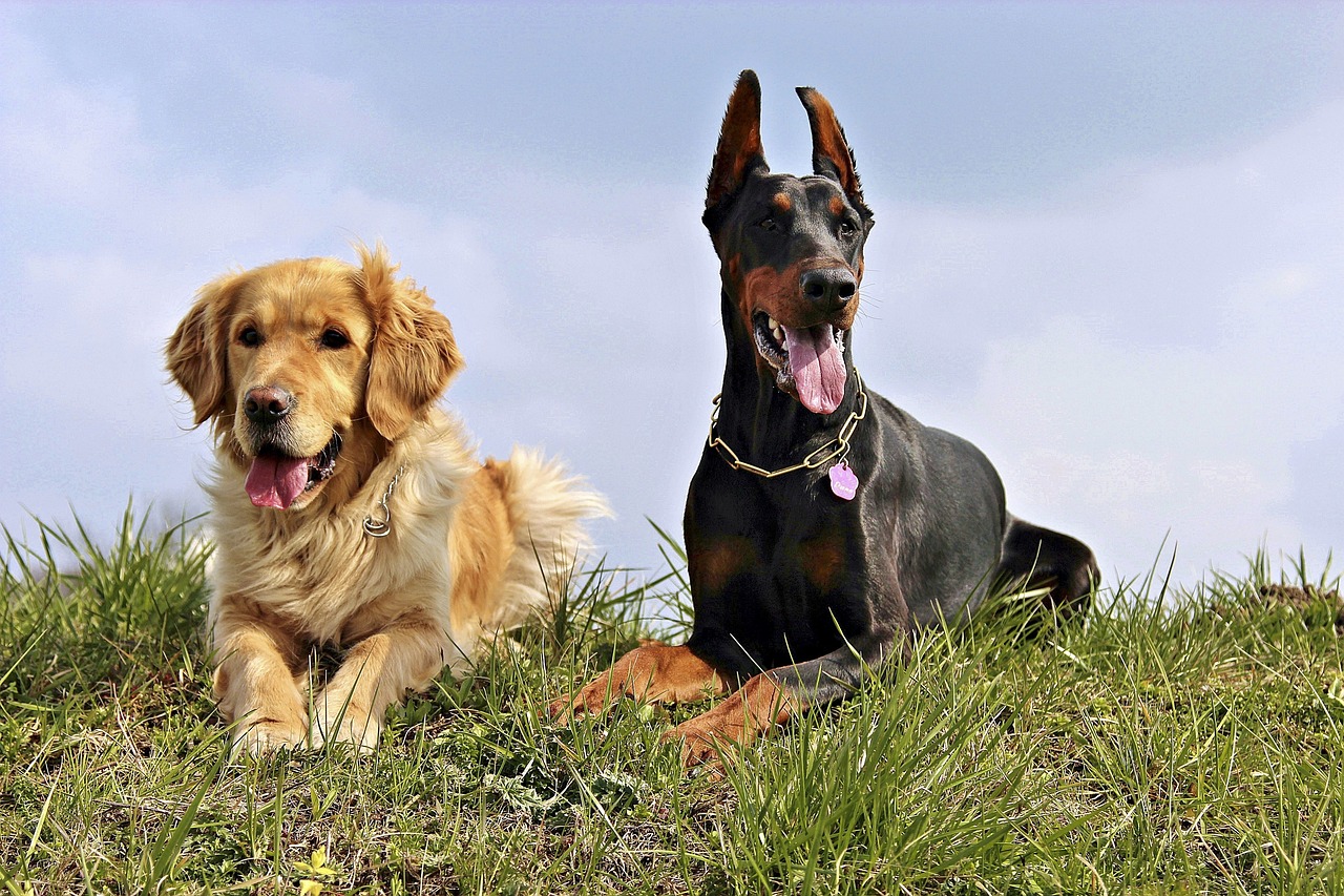 A Guide to Understanding the Doberman Pinscher